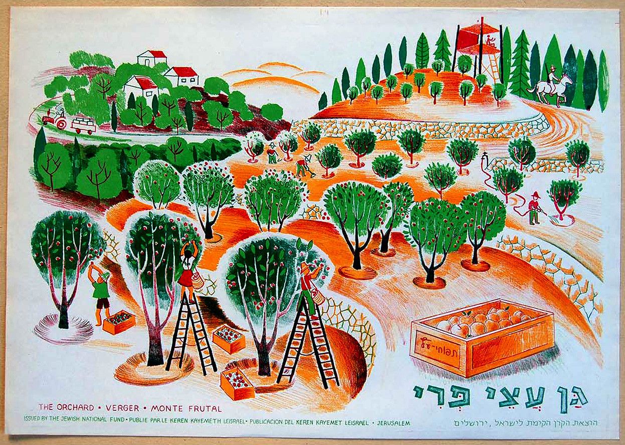 Israel orchard 1960